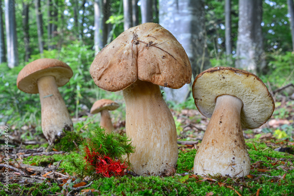 Group of four Penny Bun mushrooms Group of four Penny Bun mushrooms