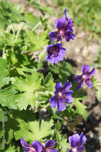 Fototapeta Naklejka Na Ścianę i Meble -  Geranium  magnificum rosemoor purple cranesbill rosemoor violet flowers