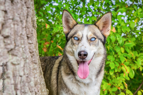 Wolfish husky dog in green nature photo