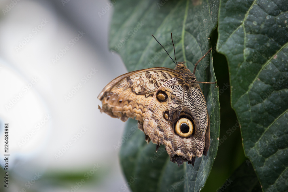 Fototapeta premium Schmetterling