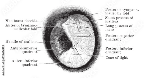 Tympanic Membrane, vintage illustration.