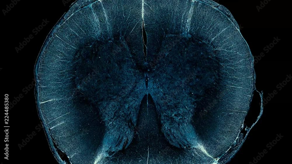 spinal cord human - cross section cut under the microscope – microscopic view of animal cells for education