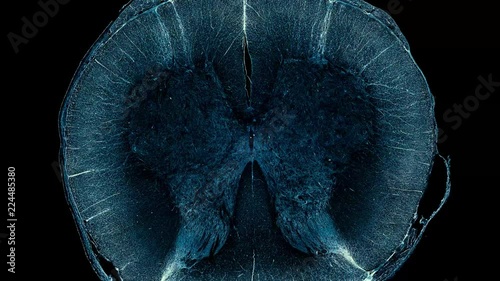 spinal cord human - cross section cut under the microscope – microscopic view of animal cells for education