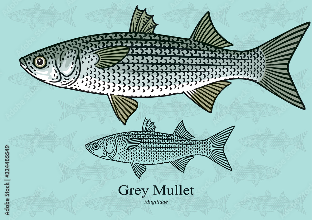 Obraz premium Grey Mullet. Vector illustration with refined details and optimized stroke that allows the image to be used in small sizes (in packaging design, decoration, educational graphics, etc.)
