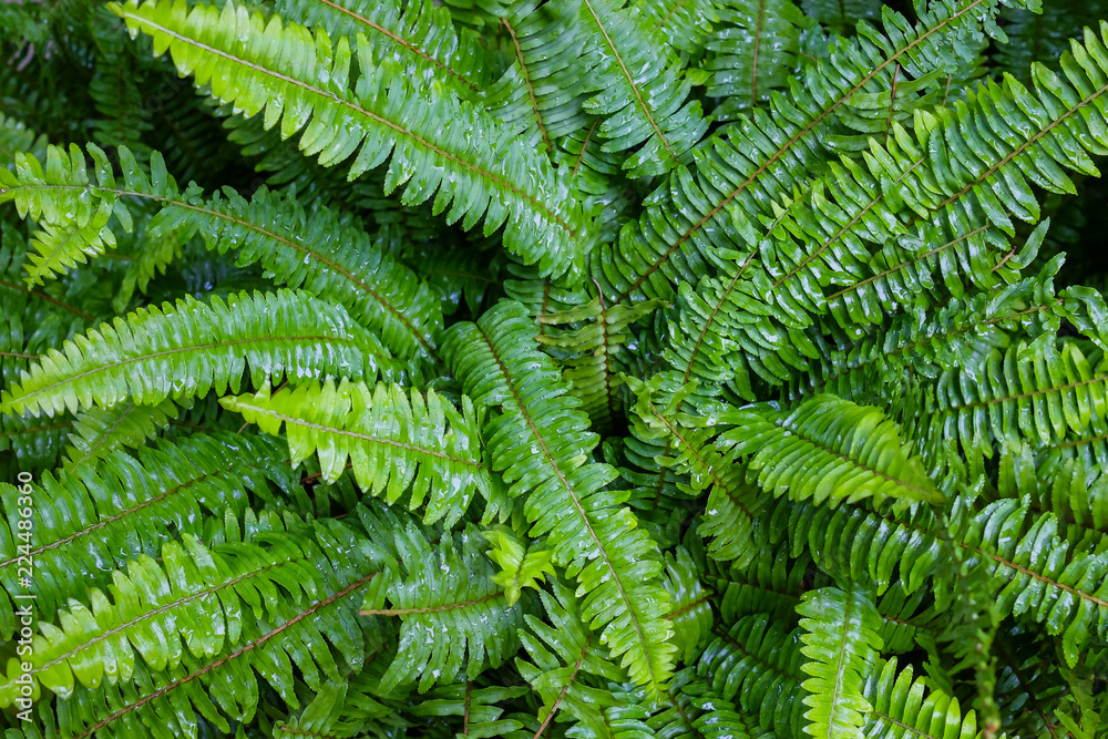 Fern in nature, fresh green and backdrop. Fern in nature, fresh green and backdrop.