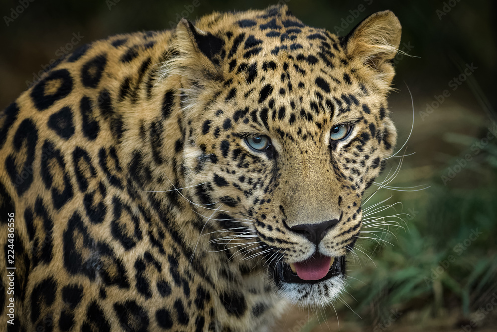 Naklejka premium Closeup portrait of a male african leopard