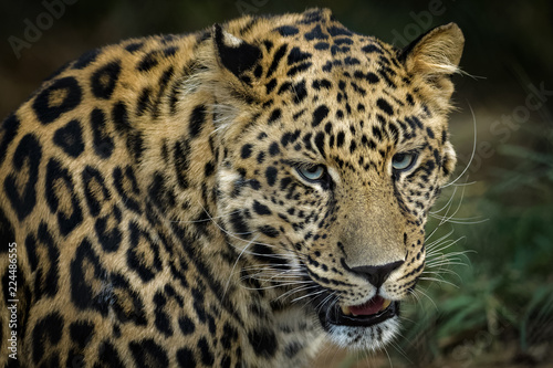 Closeup portrait of a male african leopard