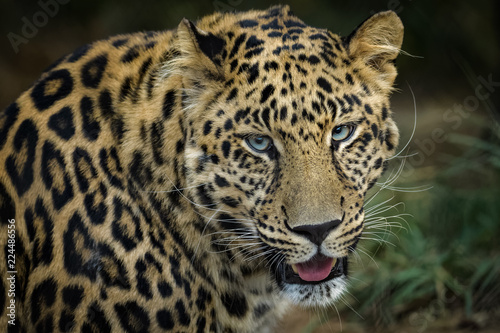 Closeup portrait of a male african leopard