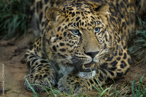 Closeup portrait of a male african leopard © Thorsten Spoerlein