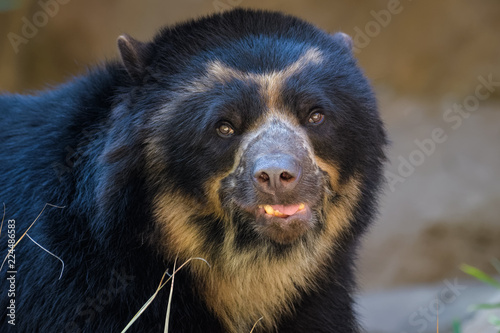 Closeup portrait of an andean bear photo
