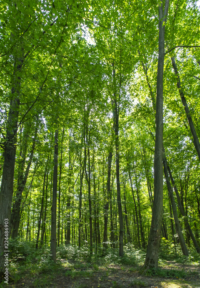 Forest trees with sunlight. Summer landscape Forest trees with sunlight. Summer landscape