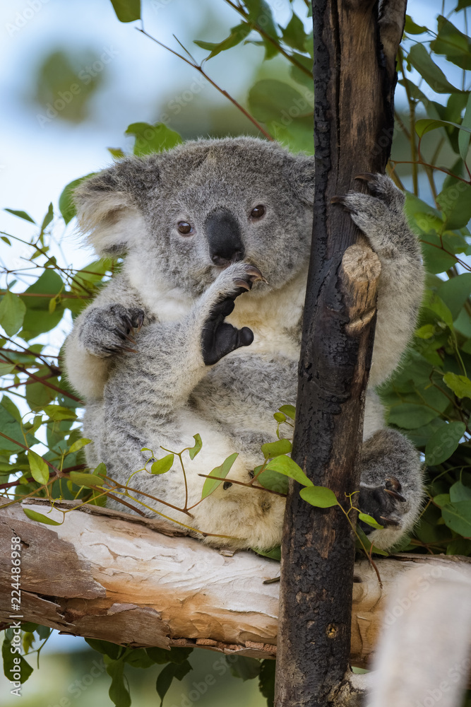 Fototapeta premium Young koala bear sitting in a tree