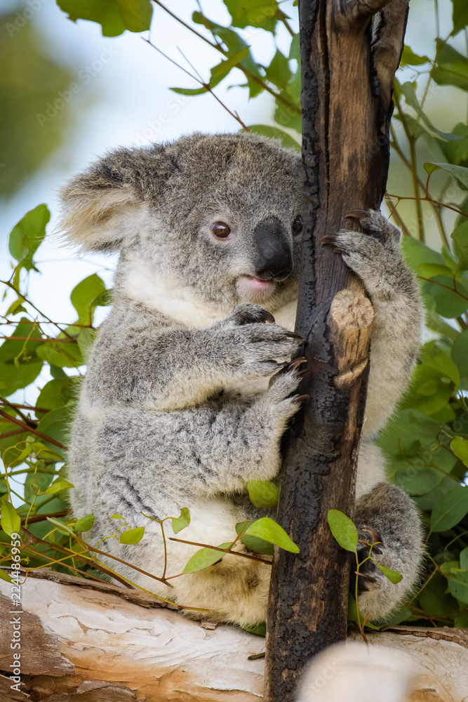 Obraz premium Young koala bear sitting in a tree