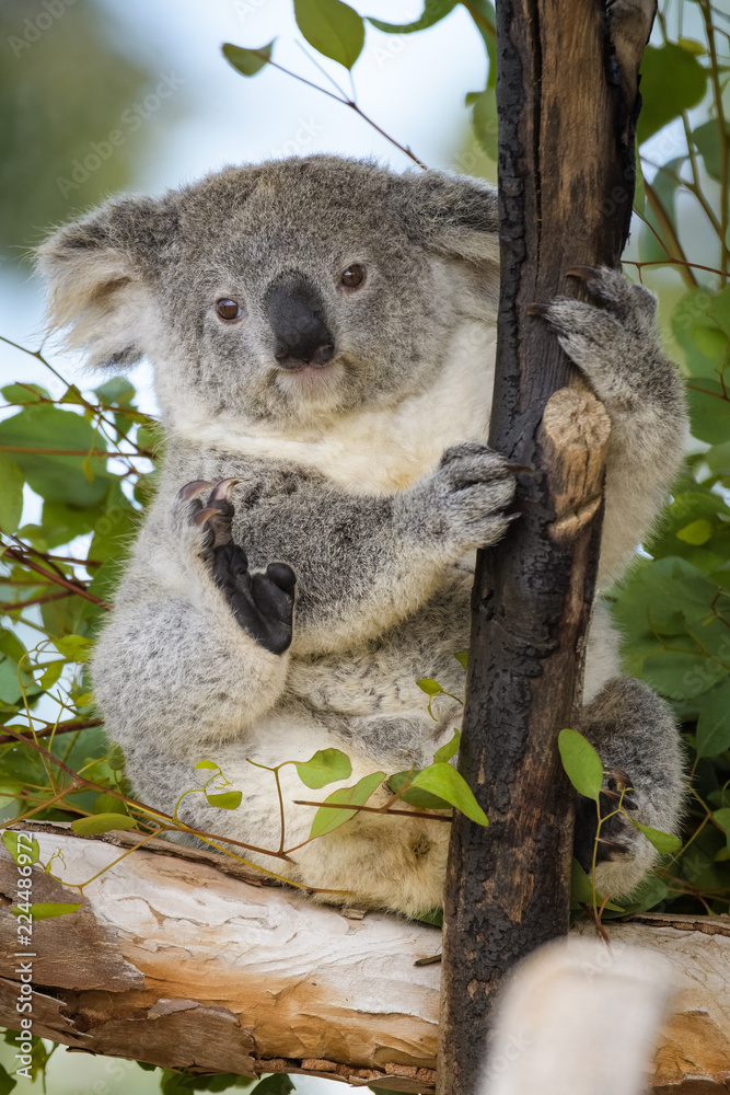 Obraz premium Young koala bear sitting in a tree