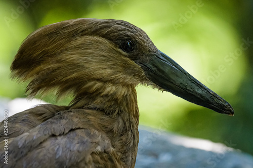 Closeup portrait of a hammerkop photo