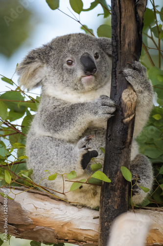 Fototapeta Naklejka Na Ścianę i Meble -  Young koala bear sitting in a tree