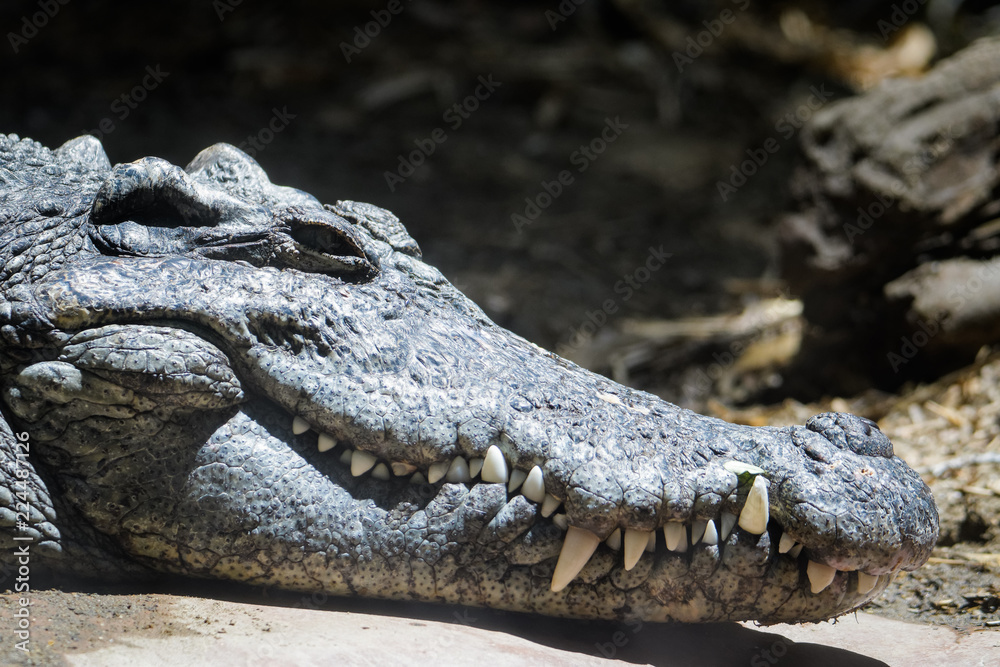 Fototapeta premium Siamese crocodile