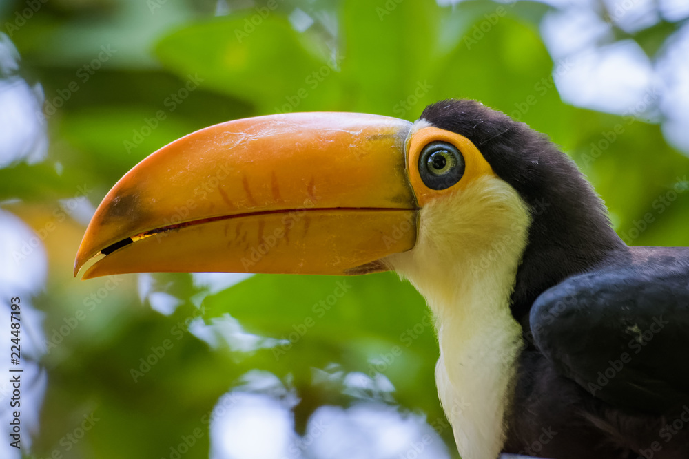 Closeup of a young Toco Toucan eating a fruit Closeup of a young Toco Toucan eating a fruit