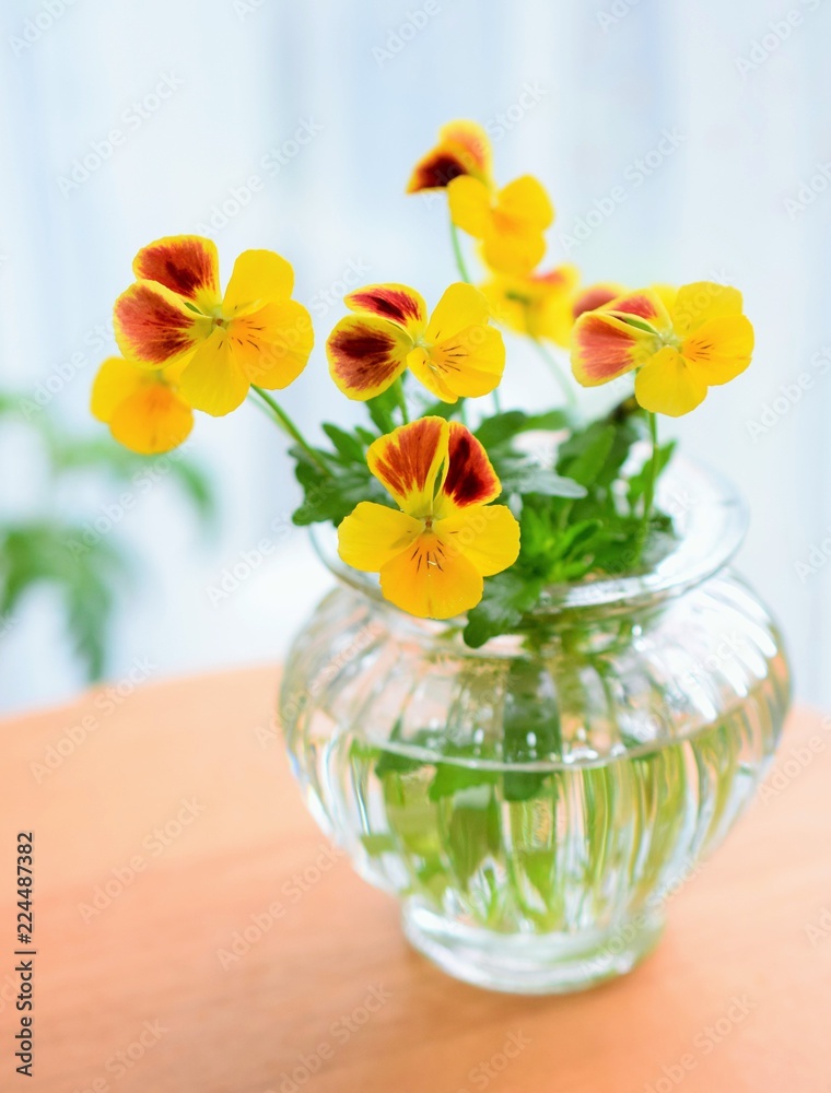 花瓶に入れたビオラの花 春 室内 Stock 写真 Adobe Stock