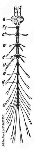 Nervous System of a Ladybug Larva, vintage illustration.