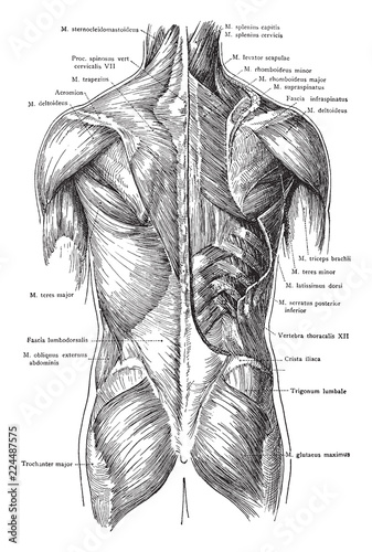 Posterior View of the Muscles of the Trunk, vintage illustration