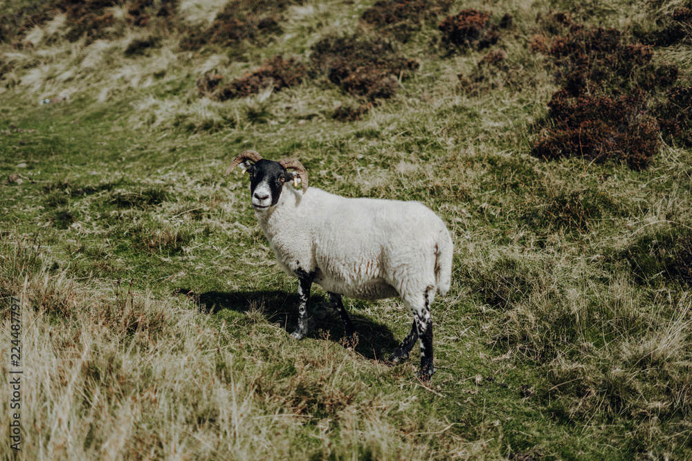 Naklejka premium Ziege Schottland West Highland Way