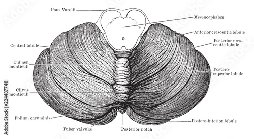 Upper Surface of Cerebellum, vintage illustration photo