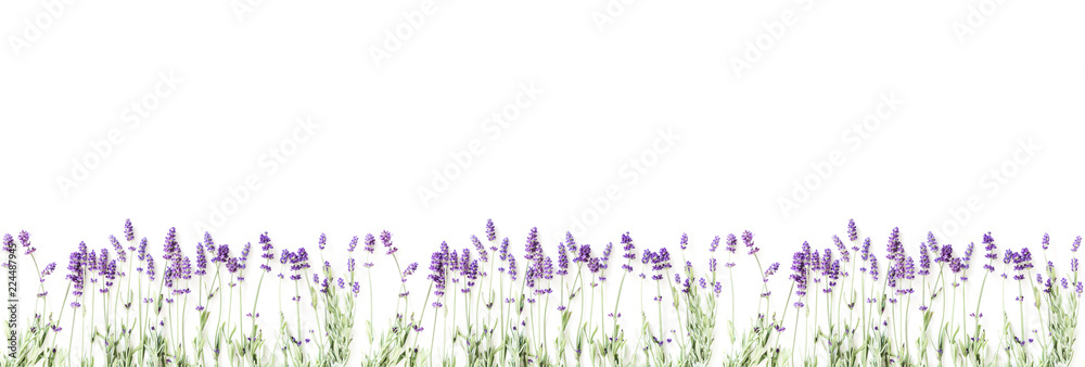 Obraz premium Kompozycja kwiatów. Rama robić świezi lawendowi kwiaty na białym tle. Lawenda, kwiatowy tło. Mieszkanie świeckich, widok z góry, miejsce kopiowania, baner