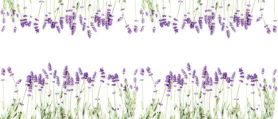 Flowers composition. Frame made of fresh lavender flowers on white background. Lavender, floral background. Flat lay, top view, copy space, banner 
