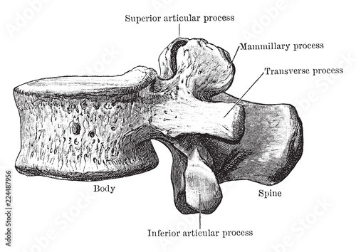 Third Thoracic Vertebra Viewed from Side, vintage illustration.