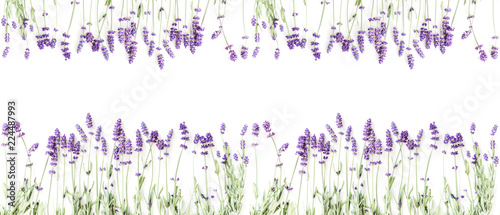 Fototapeta Naklejka Na Ścianę i Meble -  Flowers composition. Frame made of fresh lavender flowers on white background. Lavender, floral background. Flat lay, top view, copy space, banner 