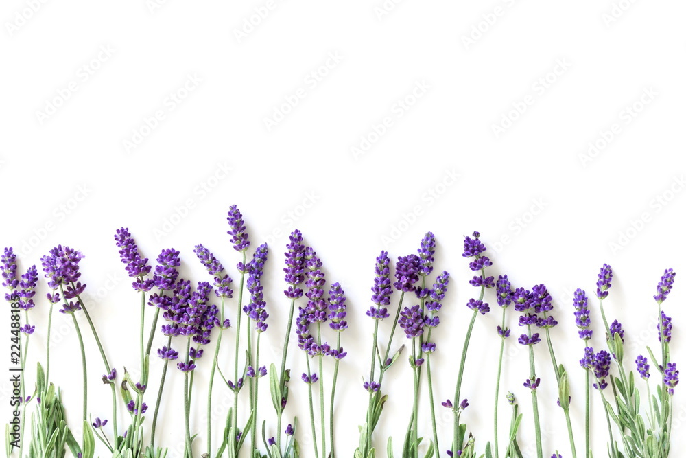 Obraz premium Kompozycja kwiatów. Rama robić świezi lawendowi kwiaty na białym tle. Lawenda, kwiatowy tło. Leżał płasko, widok z góry, miejsce kopiowania