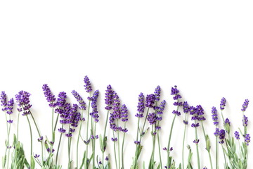 Flowers composition. Frame made of fresh lavender flowers on white background. Lavender, floral background. Flat lay, top view, copy space