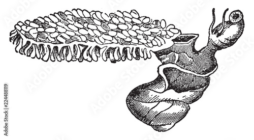 Violet Snail, vintage illustration.