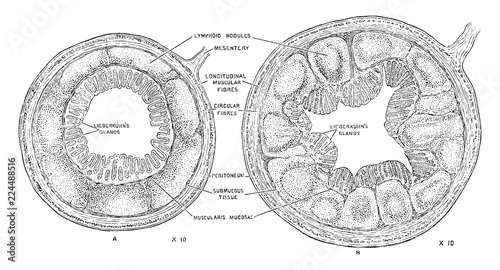 Structure of the Appendix, vintage illustration.