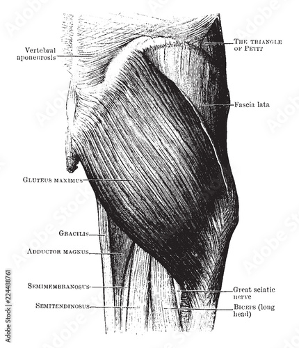 Gluteus Maximus Muscles, vintage illustration.
