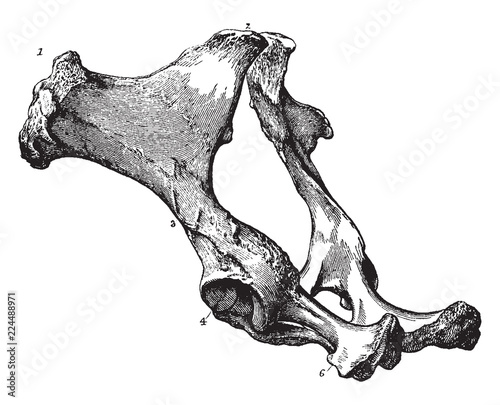 Pelvis of a Horse, vintage illustration.