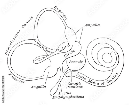 Membranous Labyrinth, vintage illustration. photo