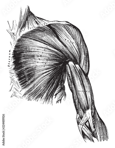 Muscles of the Arm and Thorax, vintage illustration.