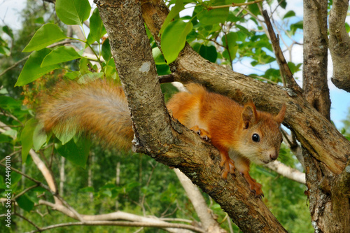 Squirrel pup on a lilac / Squirrel pup is sitting on a lilac tree, Puumala, Finland