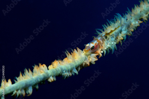 Balance master / Whip coral goby (Bryaninops yongei (Lat) (family Gobiidae) is sitting on a whip (wire) coral (Cirripathes anguina), Panglao, Philippines photo