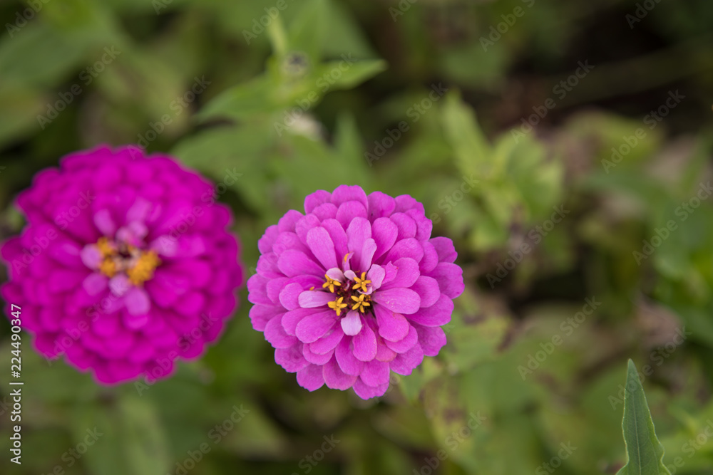 Obraz premium 百日草