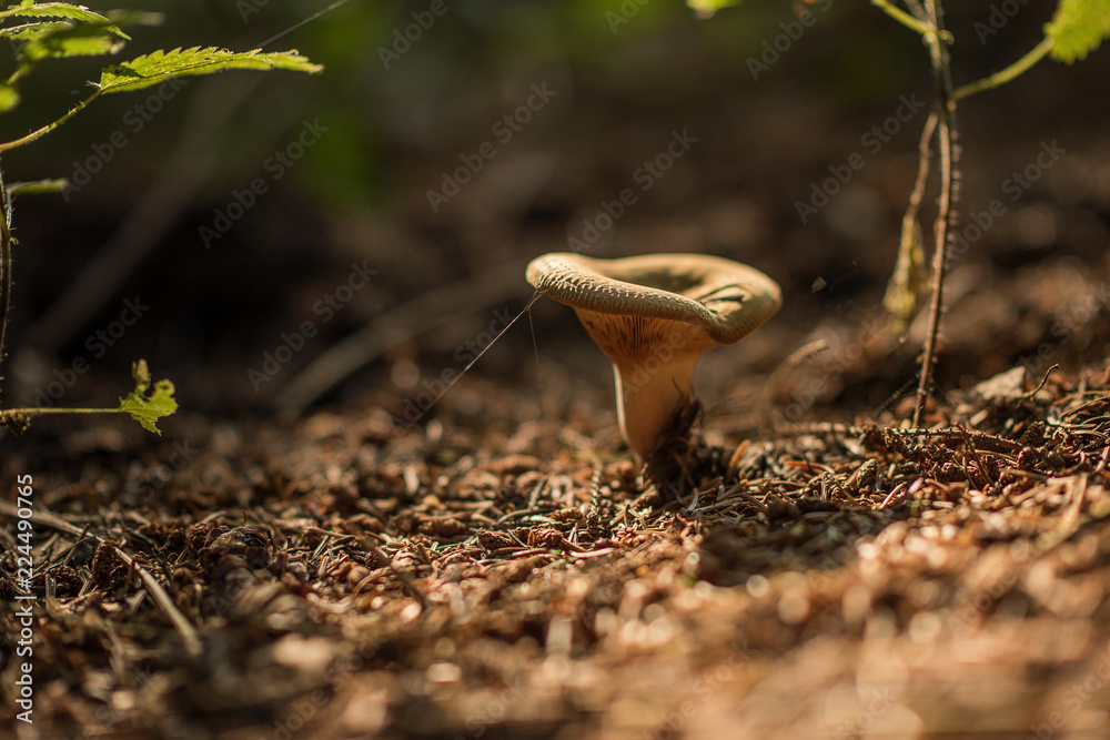 Lactarius is a genus of mushroom-producing, ectomycorrhizal fungi, containing several edible species. The species of the genus, commonly known as milk-caps Lactarius is a genus of mushroom-producing, ectomycorrhizal fungi, containing several edible species. The species of the genus, commonly known as milk-caps