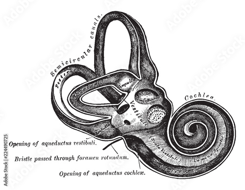 Osseous Labyrinth, vintage illustration.