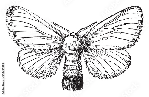 Brown tail Moth, vintage illustration. photo