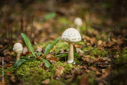 Lepiota is a genus of gilled mushrooms in the family Agaricaceae. All Lepiota species are ground-dwelling saprotrophs with a preference for rich, calcareous soils photo