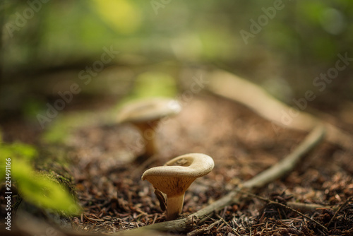 Lactarius is a genus of mushroom-producing, ectomycorrhizal fungi, containing several edible species. The species of the genus, commonly known as milk-caps photo
