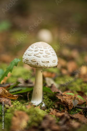 Obraz na plátně Lepiota is a genus of gilled mushrooms in the family Agaricaceae