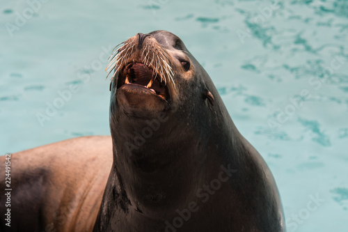 Sea Lion from NY aquarium