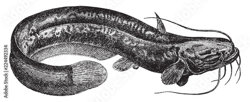 Sheatfish, vintage illustration.